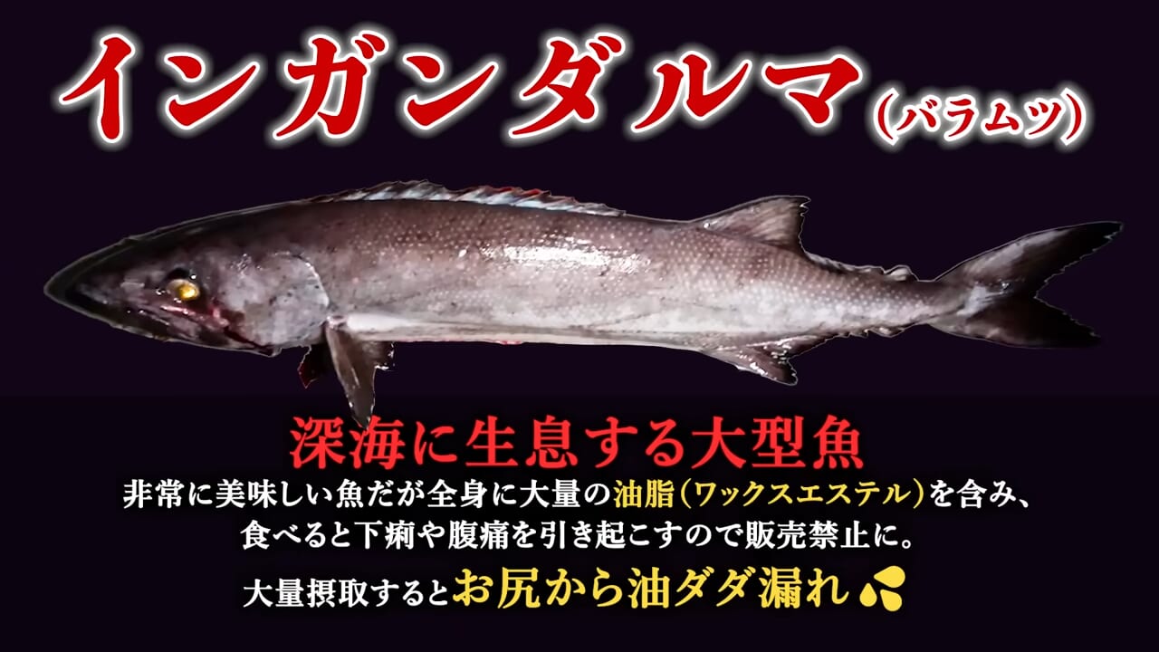 |「恐竜?」「デカすぎる」深海から現れた『販売禁止』の巨大魚が衝撃過ぎた件。「一生に一度レベルかも…」