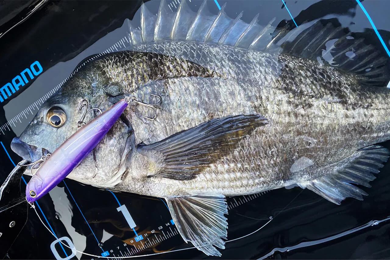 |「未来の魚を守る」魚に無駄なダメージを与えずに撮影からサイズ計測までできるメジャーがシマノから登場。