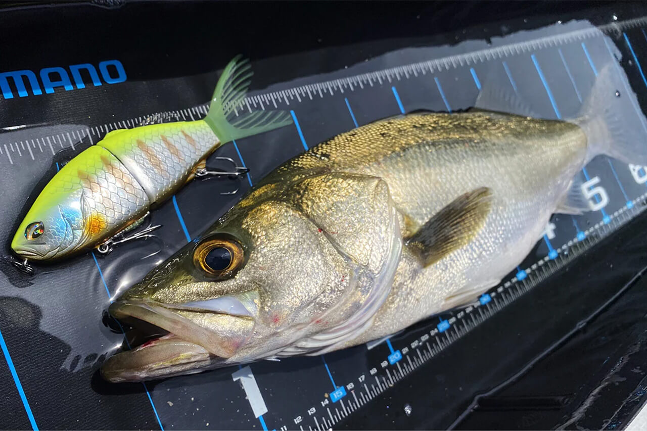 ｜「未来の魚を守る」魚に無駄なダメージを与えずに撮影からサイズ計測までできるメジャーがシマノから登場。