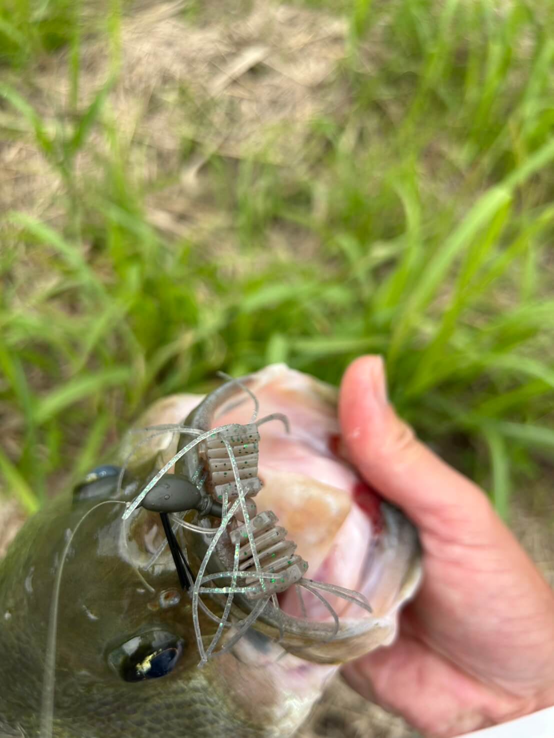 |霞ヶ浦〜三島・豊英ダムまで横断テスト!増水後の回復パターンとカバー攻略最前線【週刊ササカツ無双】