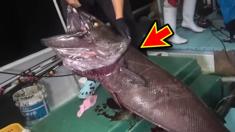 「恐竜？」「デカすぎる」深海から現れた『販売禁止』の巨大魚が衝撃過ぎた件。「一生に一度レベルかも…」