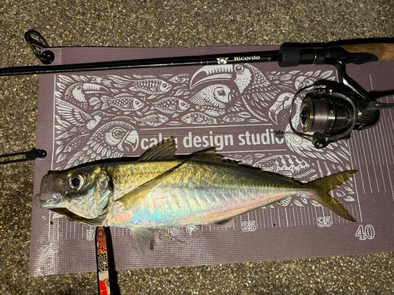 ｜尺アジが釣れすぎてバケツが”剣山”!?まるで小さなテーマパークのような盛り上がりを見せる浜名湖のアジングゲーム。