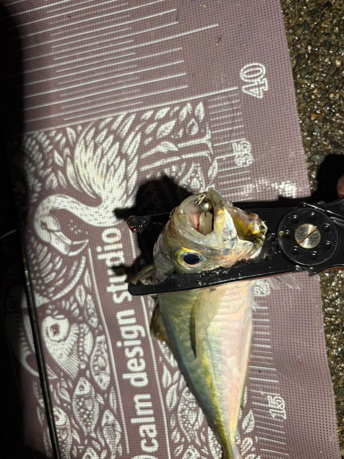 |尺アジが釣れすぎてバケツが”剣山”!?まるで小さなテーマパークのような盛り上がりを見せる浜名湖のアジングゲーム。