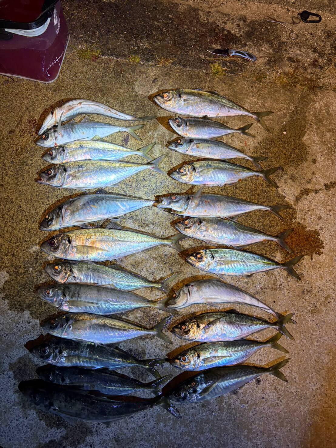 |尺アジが釣れすぎてバケツが”剣山”!?まるで小さなテーマパークのような盛り上がりを見せる浜名湖のアジングゲーム。