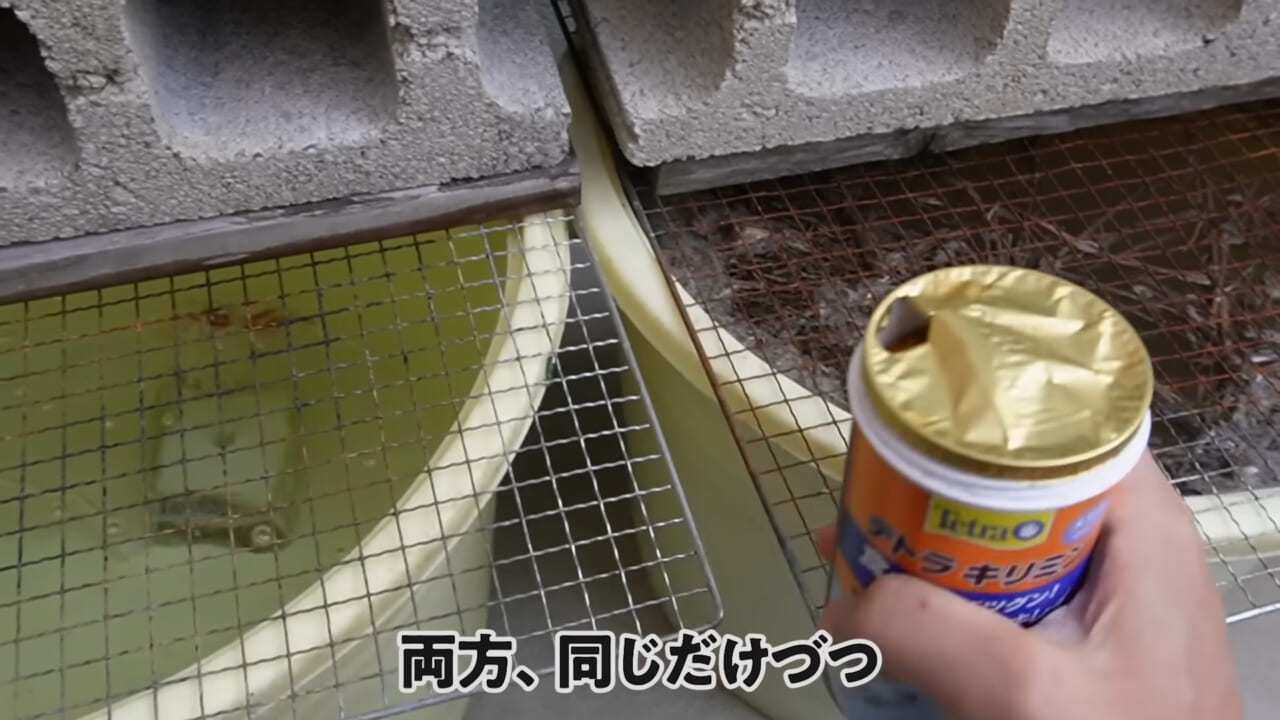｜「大きさ、全然違うやん」金魚を『田んぼ』で育てた結果。“700万回”以上再生された実験動画がスゴすぎる。