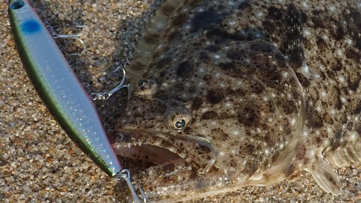 ｜「波打ち際も狙ってみて！」ルアーローテションでフラットフィッシュの捕獲率を上げる方法とは？