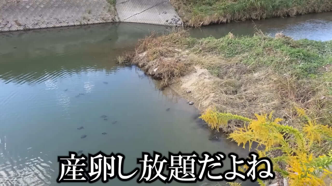 ｜「魚が10分で瀕死に」「生き物がいない」ガサガサ中に発見した『川の排水』を環境局に通報した結果。「基準値が…」