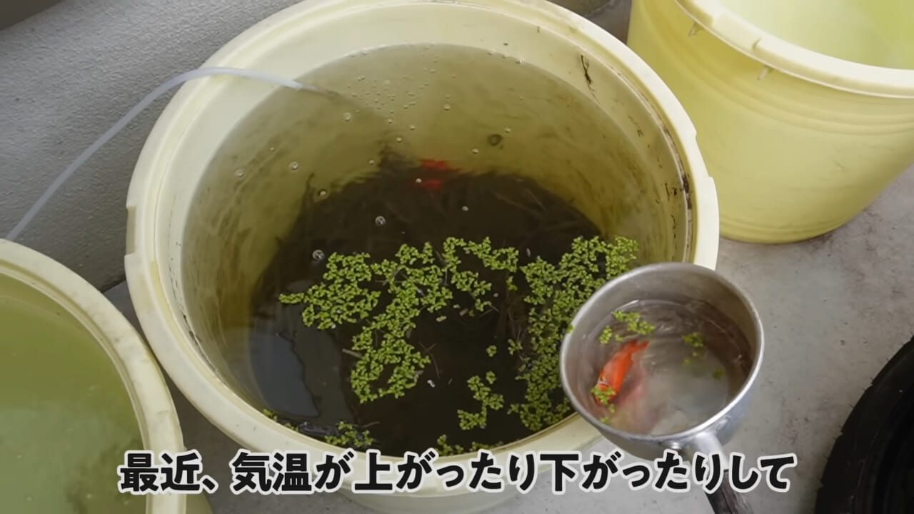 ｜「大きさ、全然違うやん」金魚を『田んぼ』で育てた結果。“700万回”以上再生された実験動画がスゴすぎる。