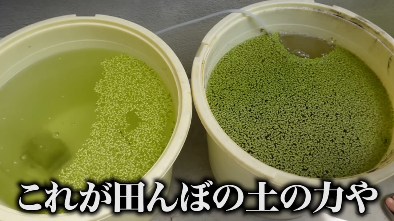 ｜「大きさ、全然違うやん」金魚を『田んぼ』で育てた結果。“700万回”以上再生された実験動画がスゴすぎる。