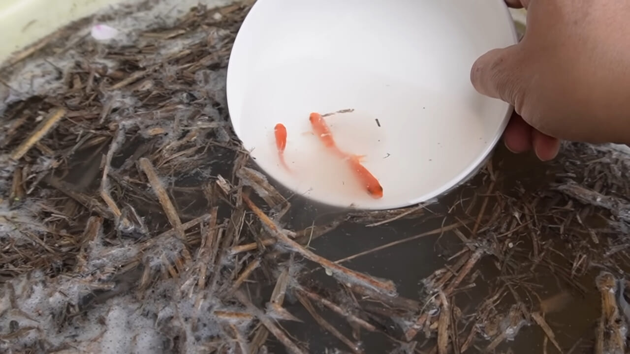 ｜「大きさ、全然違うやん」金魚を『田んぼ』で育てた結果。“700万回”以上再生された実験動画がスゴすぎる。