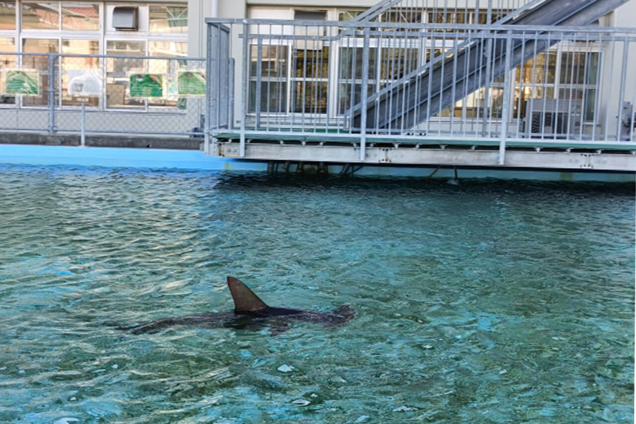 |「嘘だろ」「なんでこんな場所に…」海水浴場にサメが現れる理由とは。サメよりも注意したい『危険な生物や現象』についても解説。