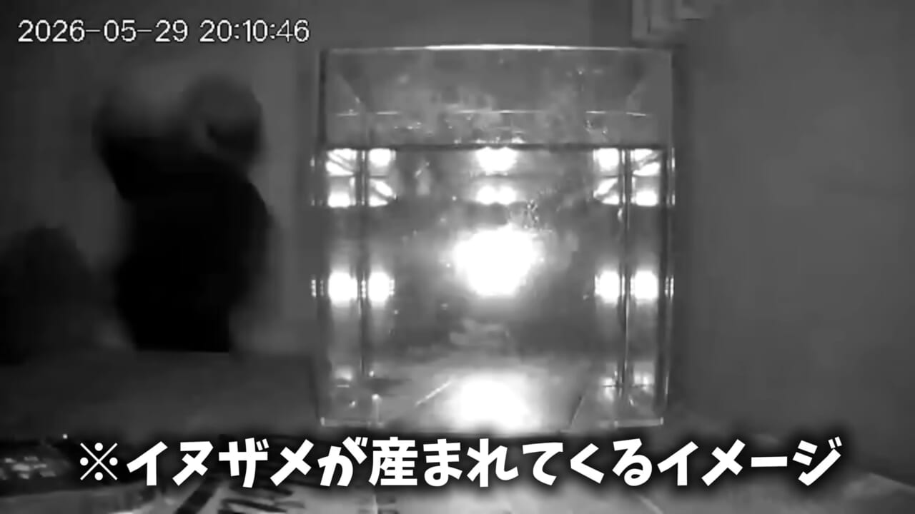 |「驚愕」「ウソみたい」スーパーで買った『サメの卵』を育てた結果がスゴイ。「明らかにヤバそうだったけど…」