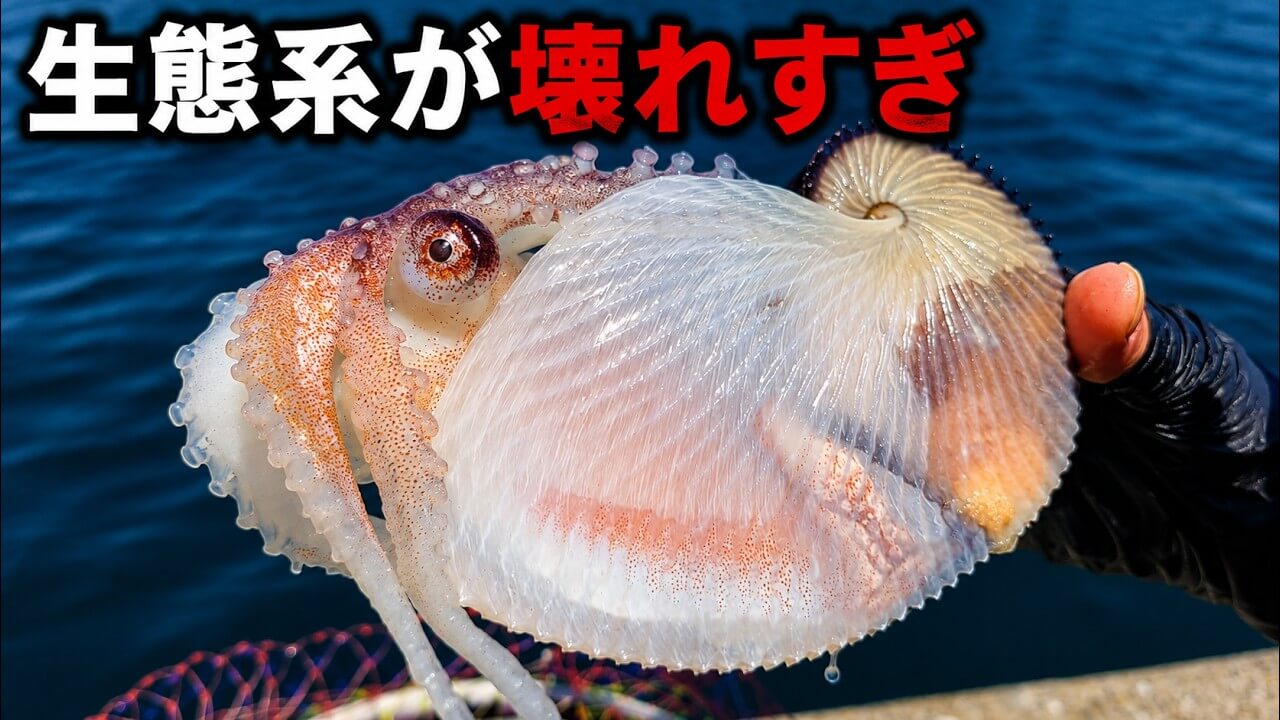 |「ヤバっ、初めて見た」「遭遇するのは一生に一度」海で遭遇した『異生物』を捕獲。魚でも貝でもない生物の正体がスゴイ。「生態も解明されていません」