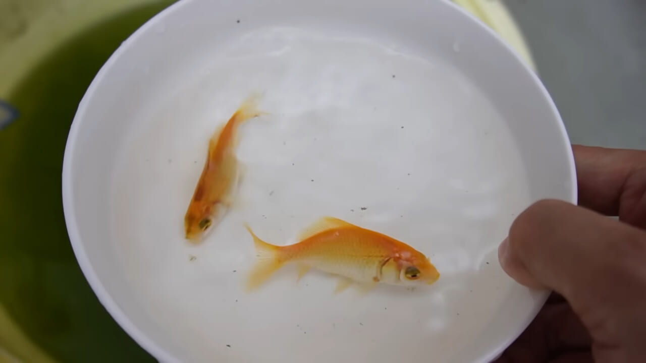 ｜「大きさ、全然違うやん」金魚を『田んぼ』で育てた結果。“700万回”以上再生された実験動画がスゴすぎる。