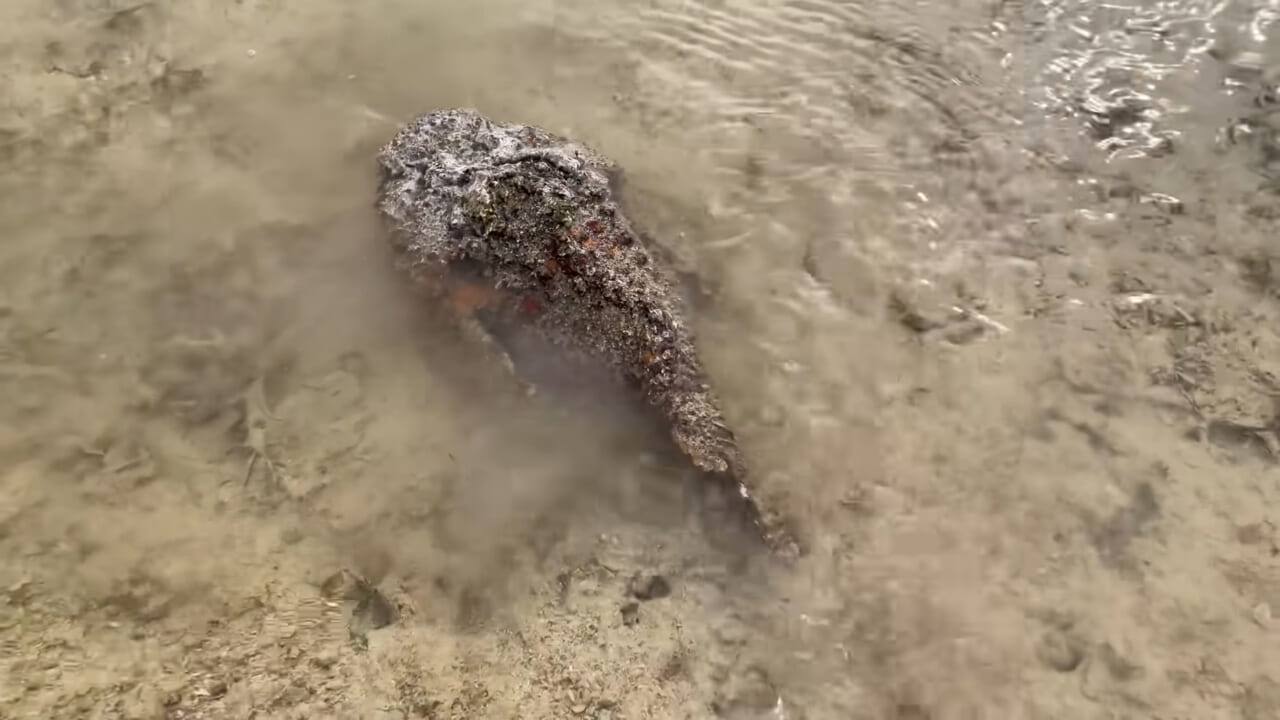 ｜死亡例もある世界最強の『毒魚』に刺されてみた結果→「トンカチで骨を殴られたみたい」身体を張って毒の威力を大検証。「絶対にマネしないで」