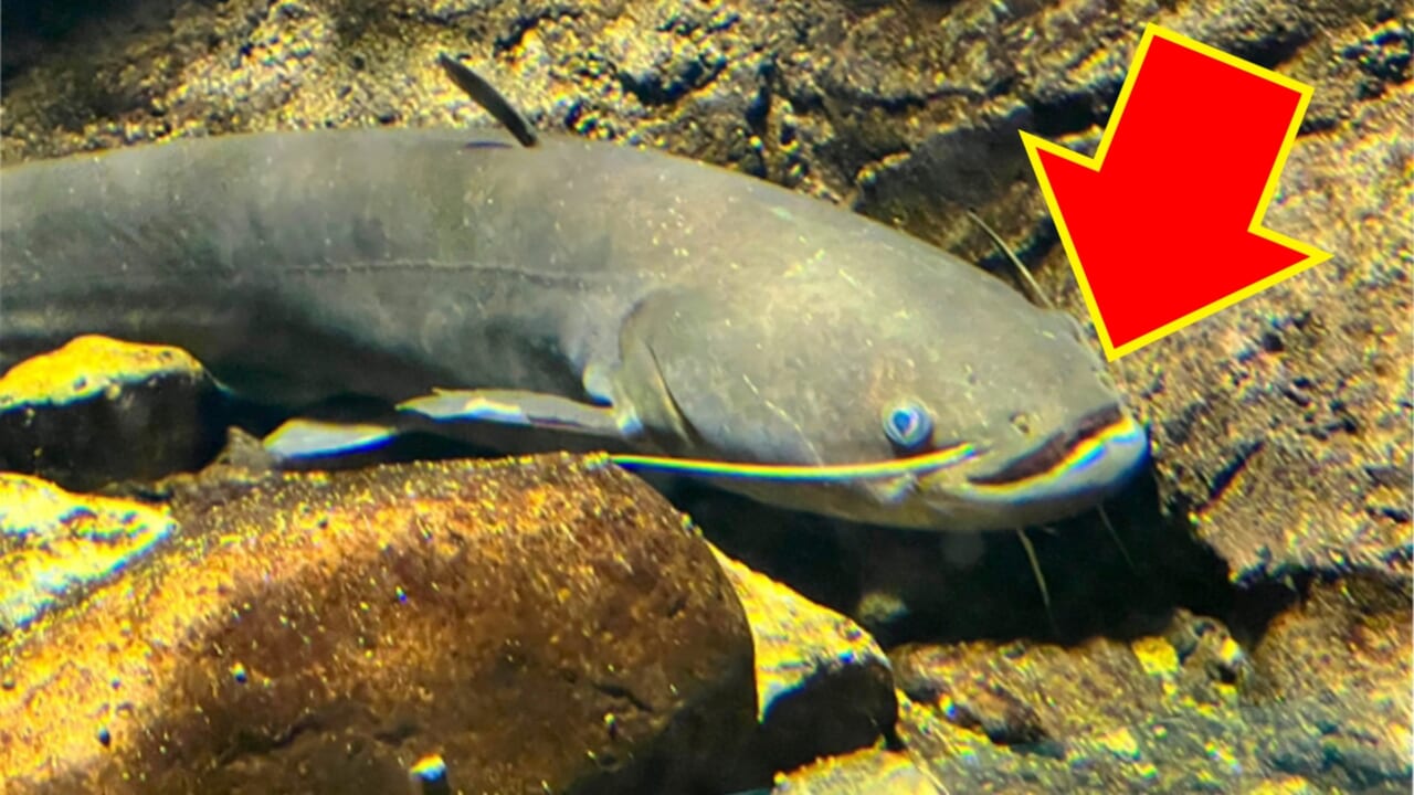 ｜『え、まじ⁉︎』魚は地震を予知できる？ 地震前に起きる「魚の異変」とは