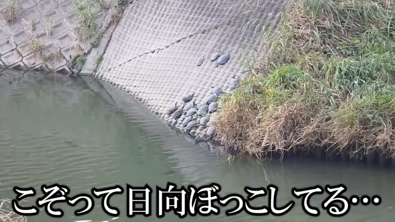 ｜「魚が10分で瀕死に」「生き物がいない」ガサガサ中に発見した『川の排水』を環境局に通報した結果。「基準値が…」