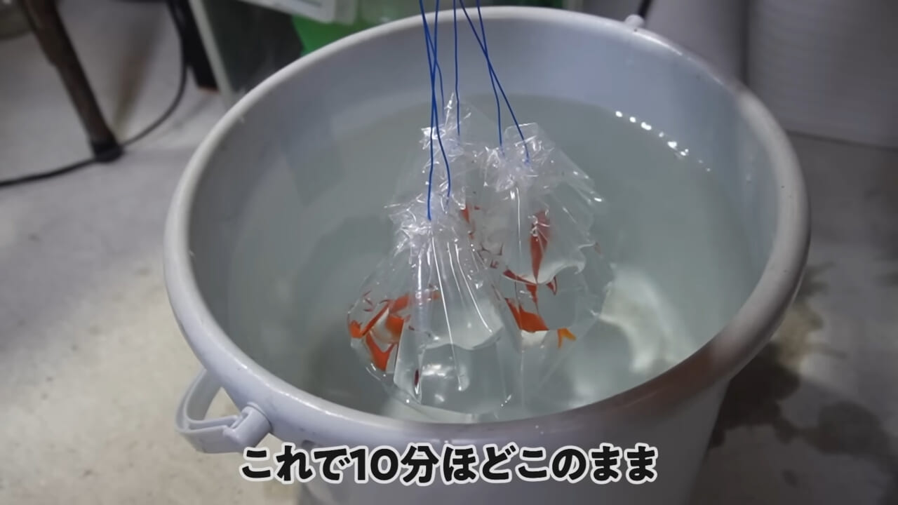 ｜「大きさ、全然違うやん」金魚を『田んぼ』で育てた結果。“700万回”以上再生された実験動画がスゴすぎる。