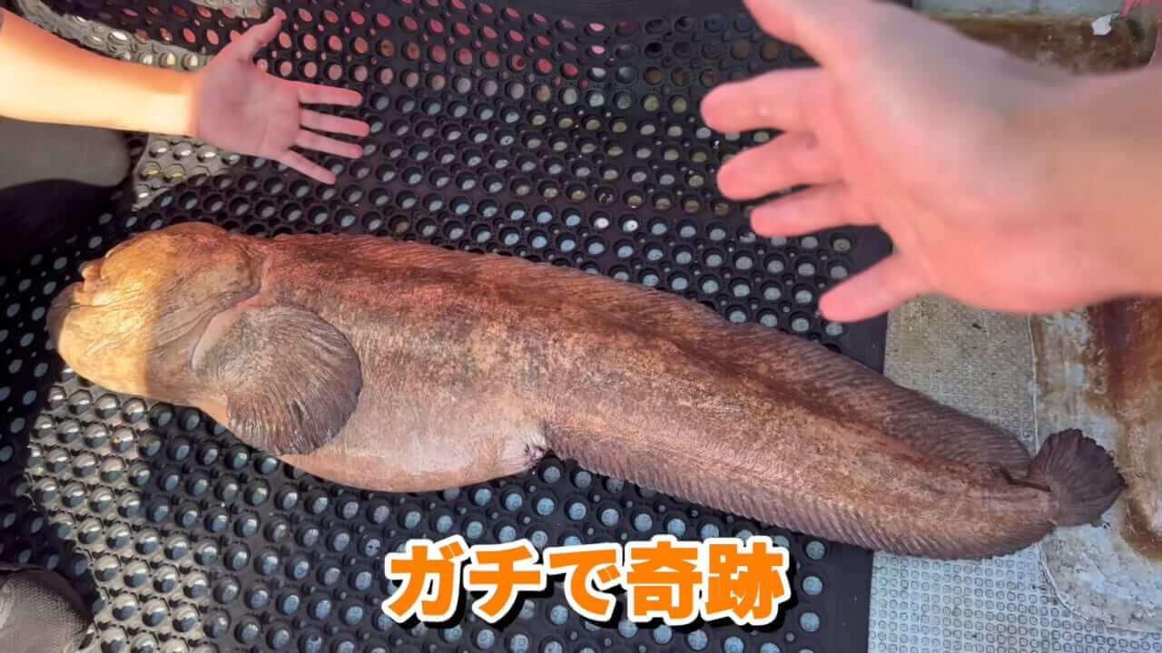 |ユーチューバーが捕獲した『ヤバい魚』。「うわっ、でっか」「ゴジラやん」200万回再生された捕獲劇がスゴイ。