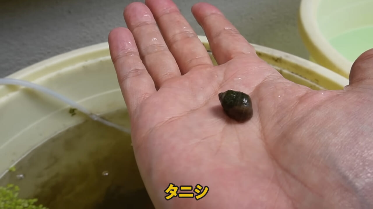 ｜「大きさ、全然違うやん」金魚を『田んぼ』で育てた結果。“700万回”以上再生された実験動画がスゴすぎる。