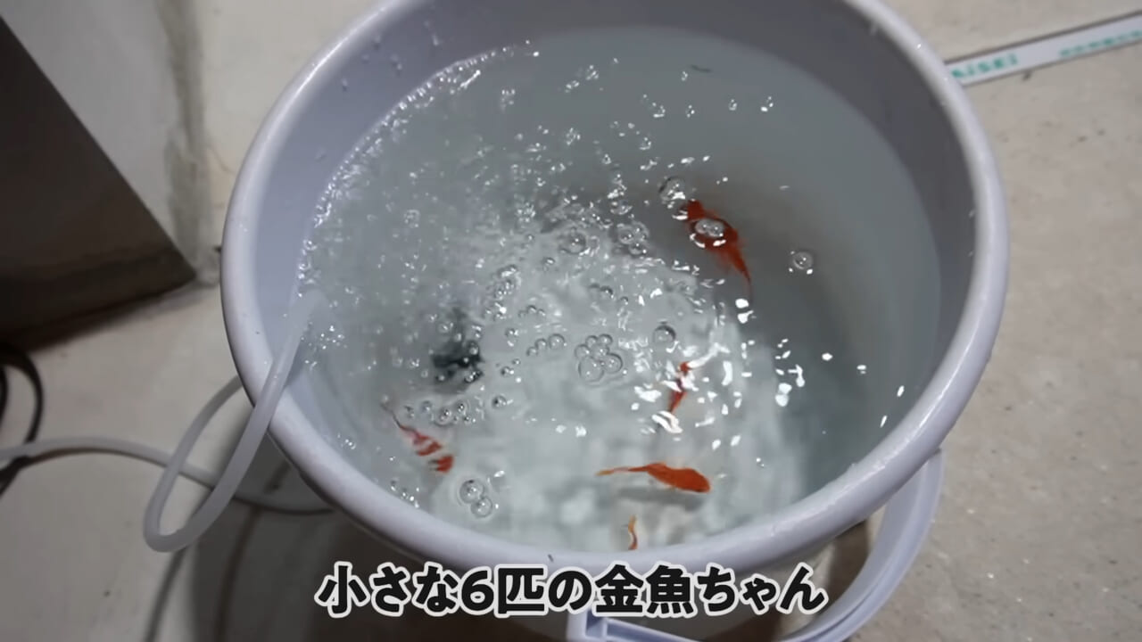 ｜「大きさ、全然違うやん」金魚を『田んぼ』で育てた結果。“700万回”以上再生された実験動画がスゴすぎる。
