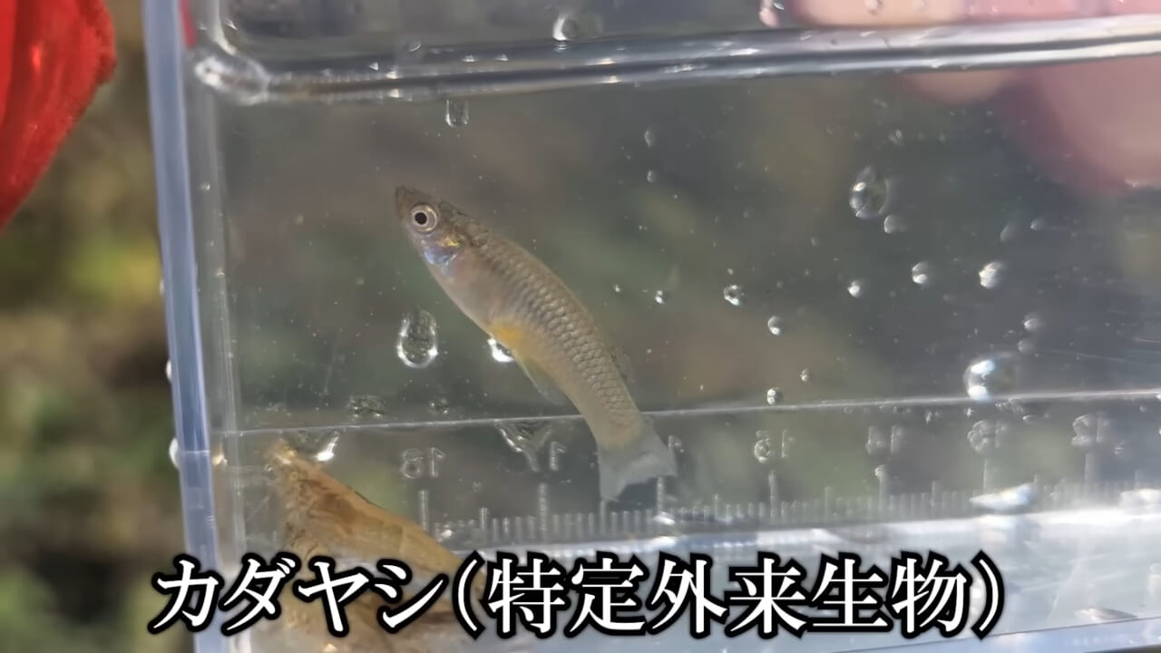 ｜「魚が10分で瀕死に」「生き物がいない」ガサガサ中に発見した『川の排水』を環境局に通報した結果。「基準値が…」