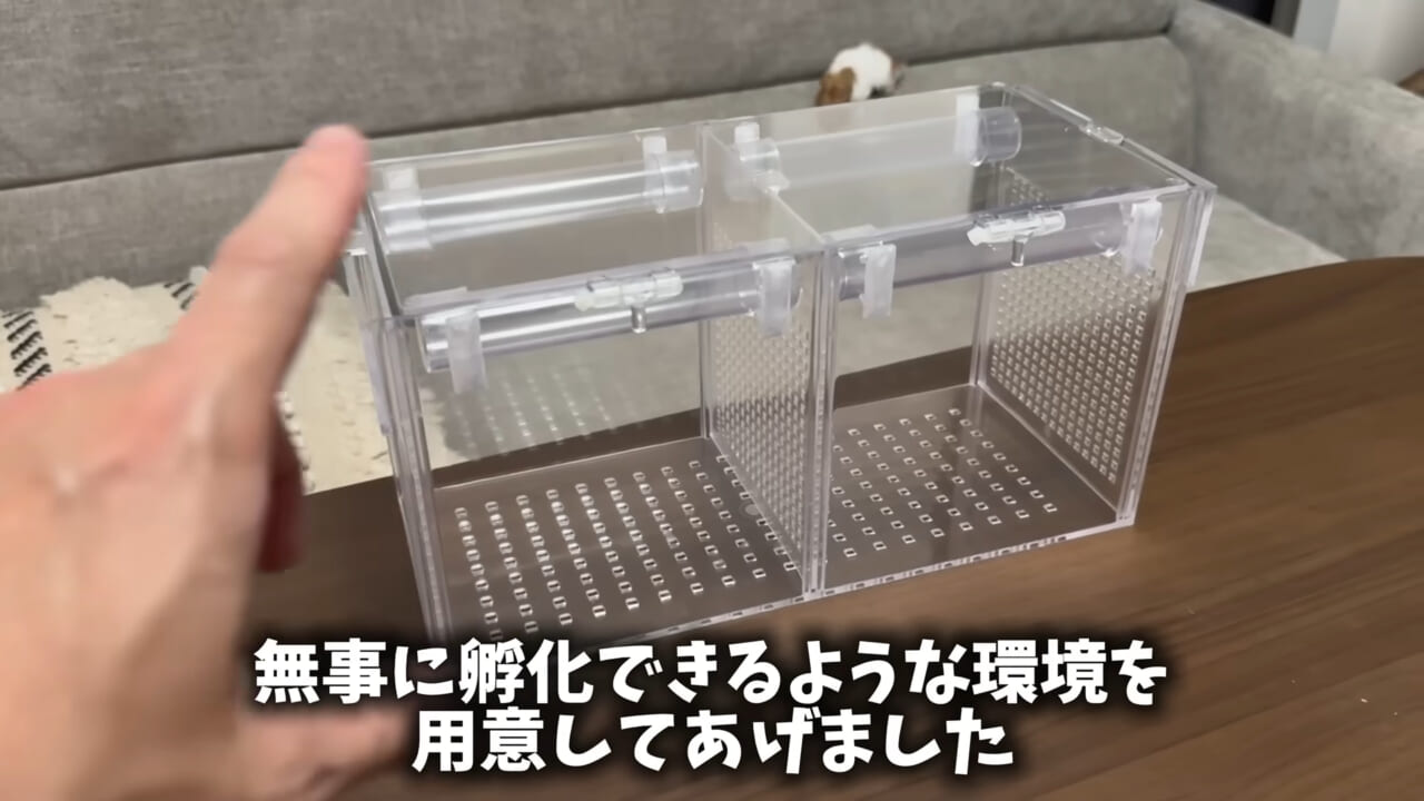 |「驚愕」「ウソみたい」スーパーで買った『サメの卵』を育てた結果がスゴイ。「明らかにヤバそうだったけど…」