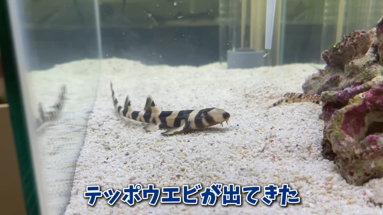 |「驚愕」「ウソみたい」スーパーで買った『サメの卵』を育てた結果がスゴイ。「明らかにヤバそうだったけど…」