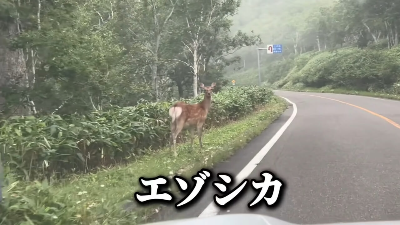｜ユーチューバーが捕獲した『ヤバい魚』。「うわっ、でっか」「ゴジラやん」200万回再生された捕獲劇がスゴイ。