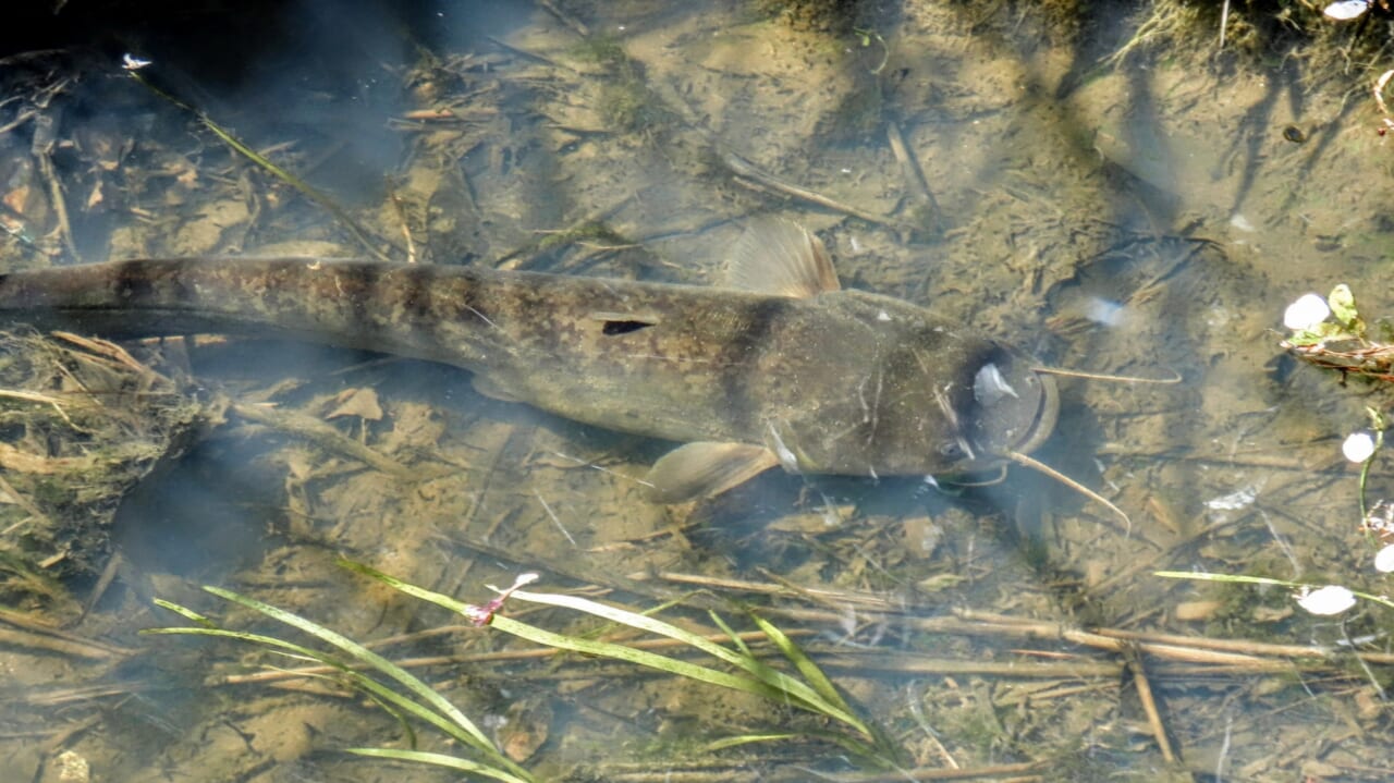 ｜『え、まじ⁉︎』魚は地震を予知できる？ 地震前に起きる「魚の異変」とは