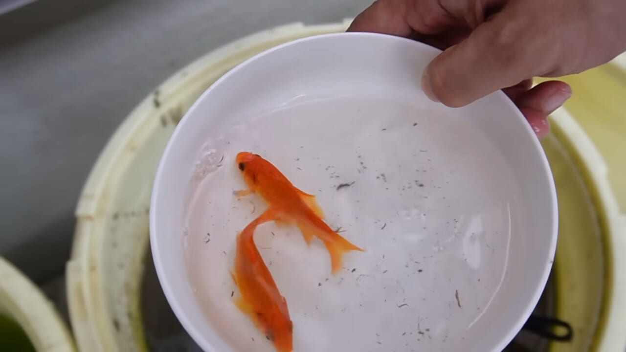 ｜「大きさ、全然違うやん」金魚を『田んぼ』で育てた結果。“700万回”以上再生された実験動画がスゴすぎる。