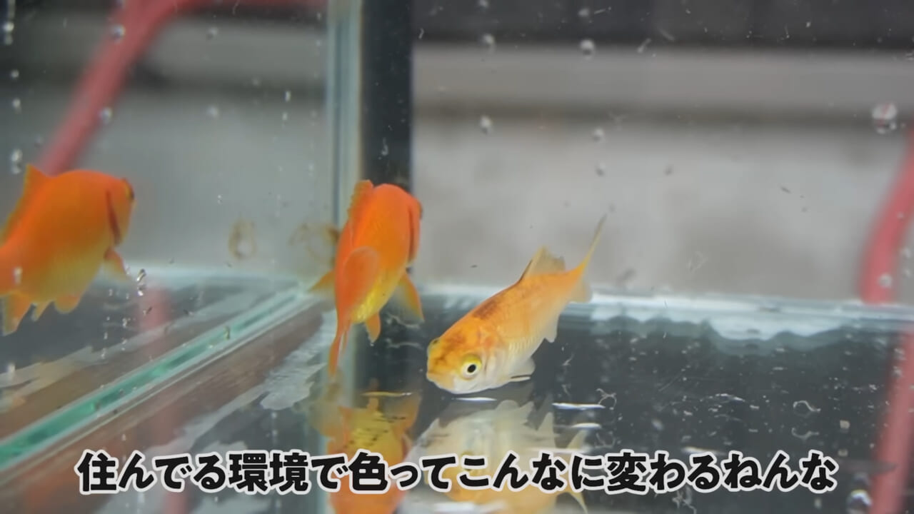 ｜「大きさ、全然違うやん」金魚を『田んぼ』で育てた結果。“700万回”以上再生された実験動画がスゴすぎる。