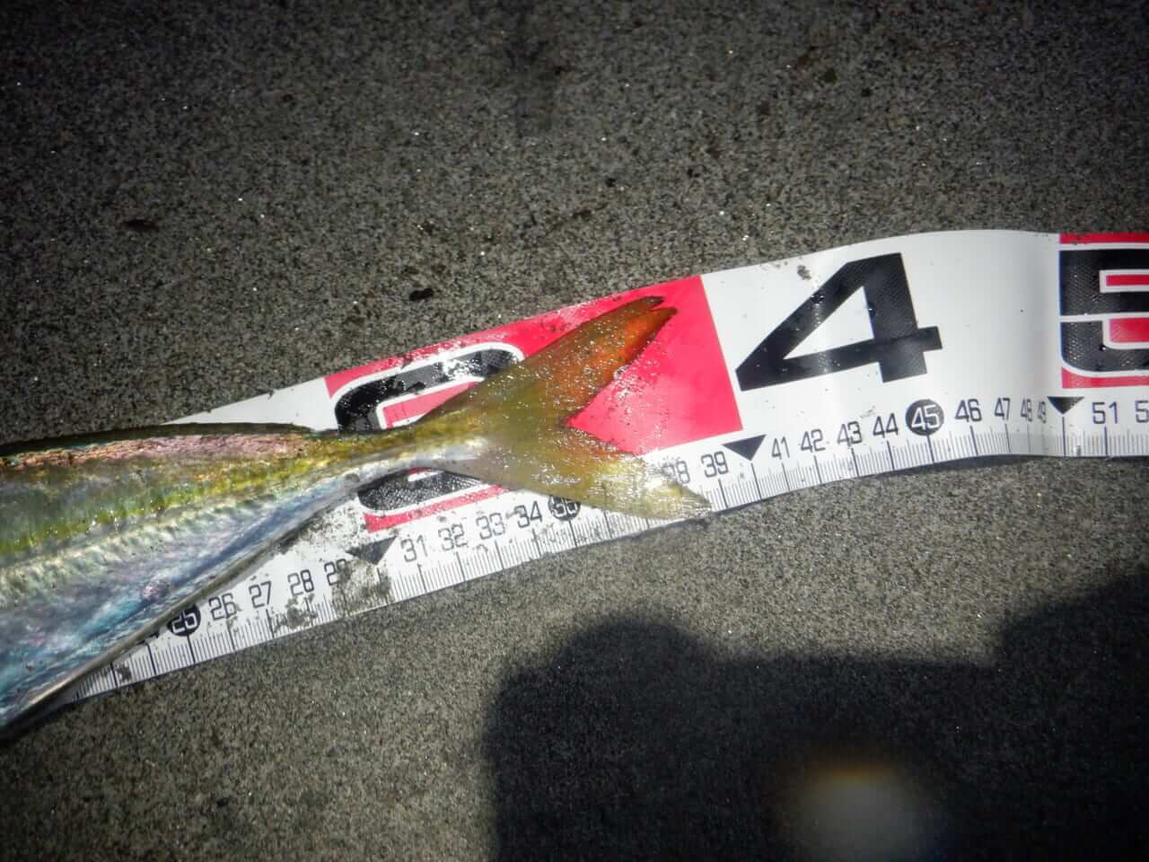 ｜【全部尺超え！？】遠州サーフのアジングが熱すぎる！39センチを仕留めたDAIWA新素材ワームの実力【今日もいいチョーシ】