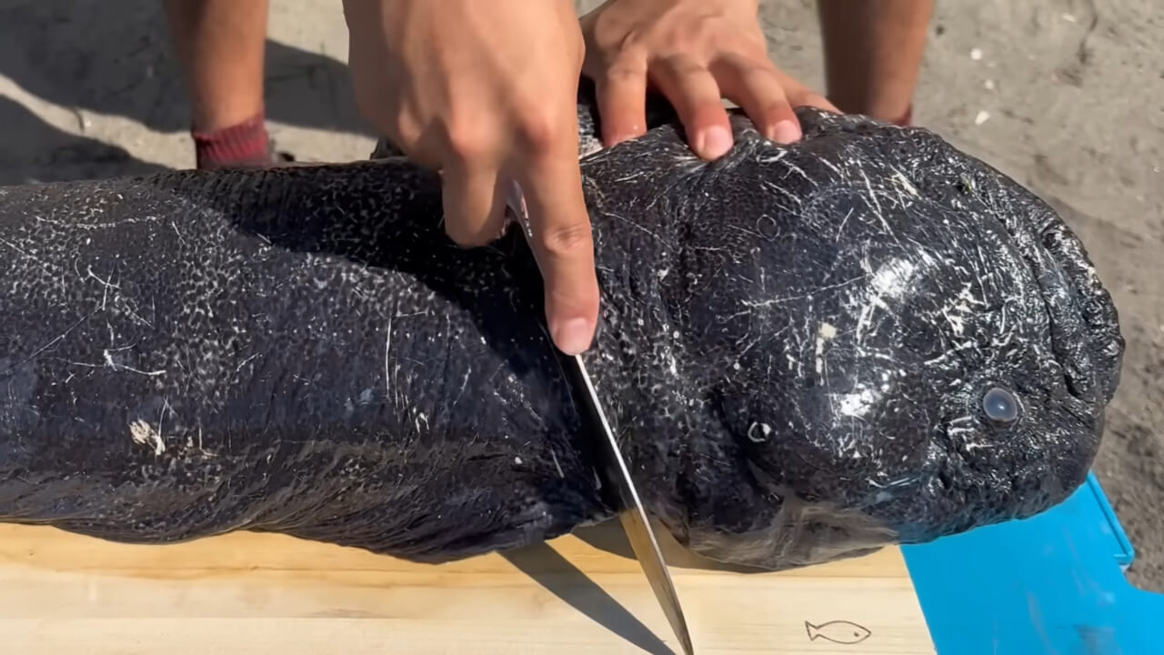 ｜ユーチューバーが捕獲した『ヤバい魚』。「うわっ、でっか」「ゴジラやん」200万回再生された捕獲劇がスゴイ。