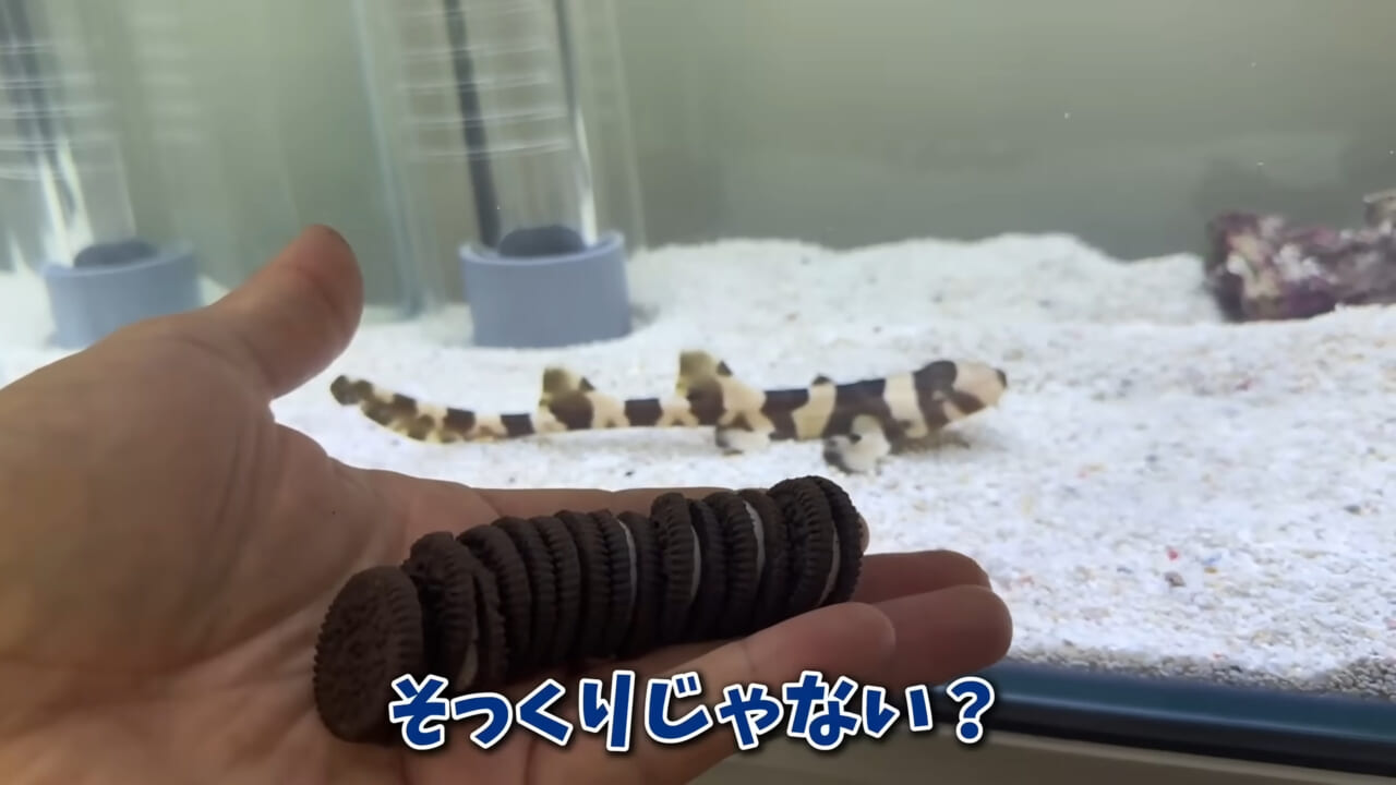 |「驚愕」「ウソみたい」スーパーで買った『サメの卵』を育てた結果がスゴイ。「明らかにヤバそうだったけど…」