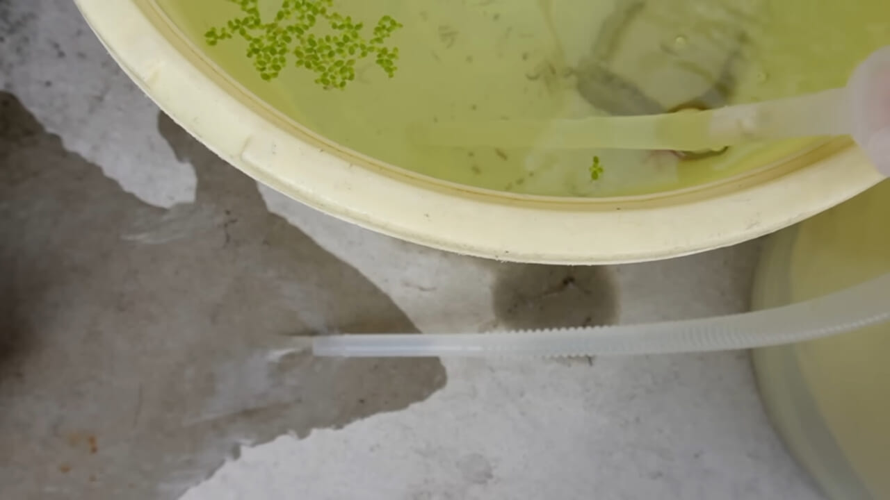 |「大きさ、全然違うやん」金魚を『田んぼ』で育てた結果。“700万回”以上再生された実験動画がスゴすぎる。