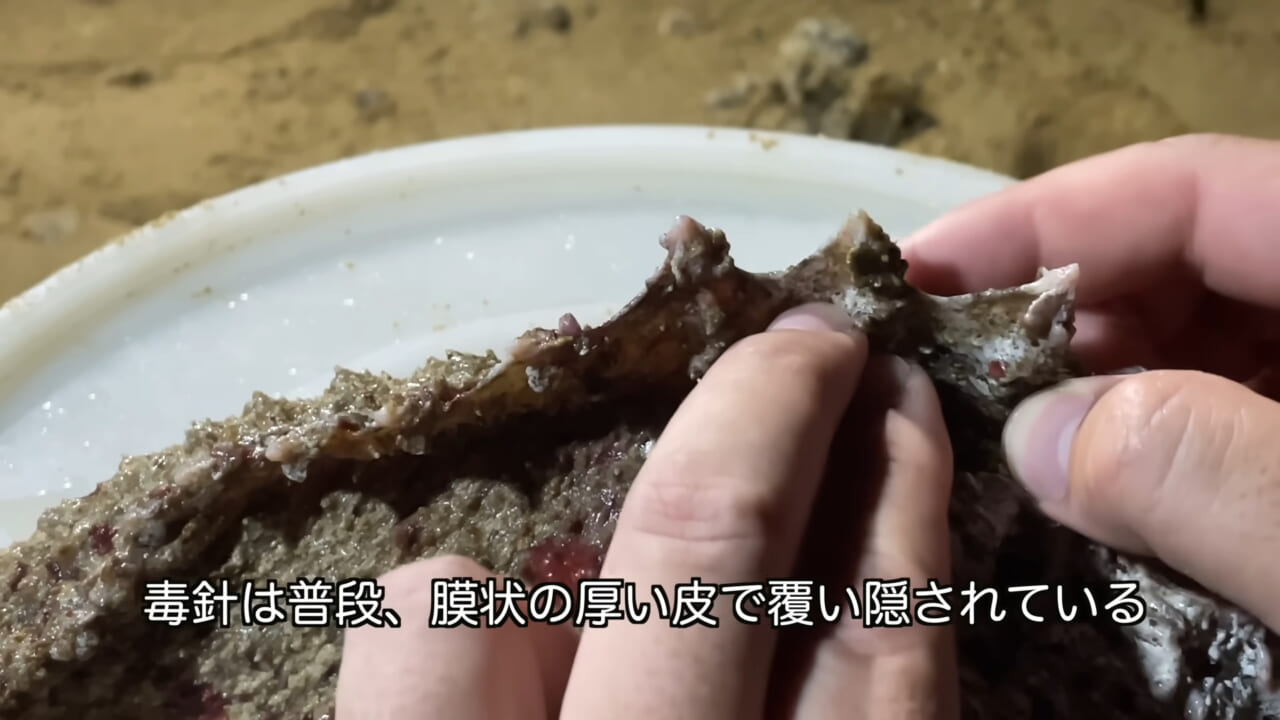 ｜死亡例もある世界最強の『毒魚』に刺されてみた結果→「トンカチで骨を殴られたみたい」身体を張って毒の威力を大検証。「絶対にマネしないで」