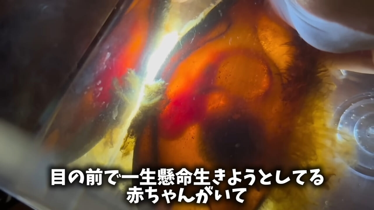 |「驚愕」「ウソみたい」スーパーで買った『サメの卵』を育てた結果がスゴイ。「明らかにヤバそうだったけど…」
