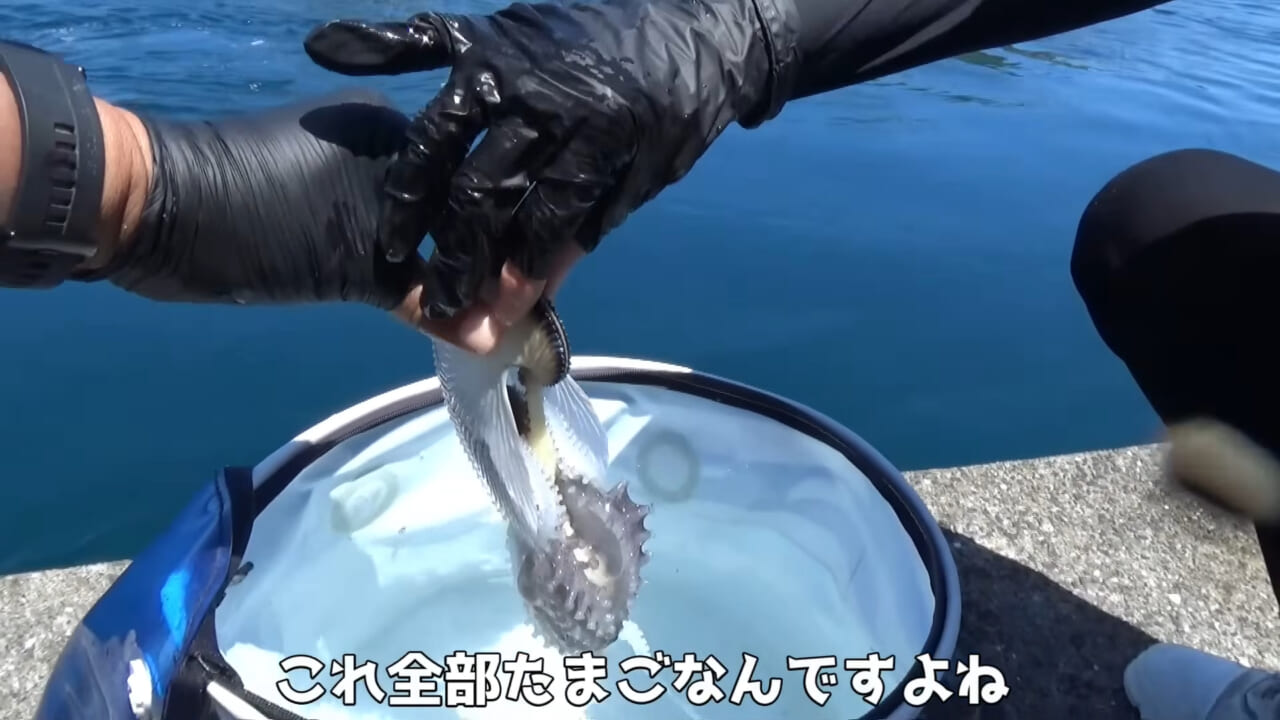 |「ヤバっ、初めて見た」「遭遇するのは一生に一度」海で遭遇した『異生物』を捕獲。魚でも貝でもない生物の正体がスゴイ。「生態も解明されていません」