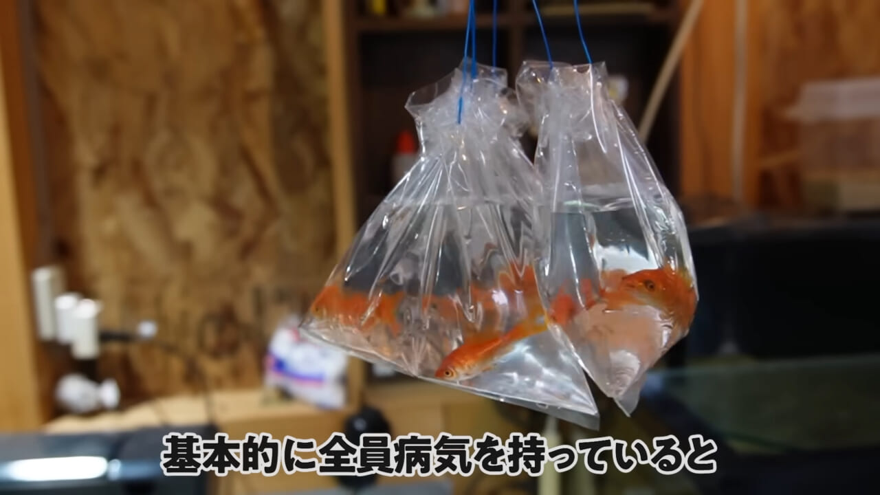 ｜「大きさ、全然違うやん」金魚を『田んぼ』で育てた結果。“700万回”以上再生された実験動画がスゴすぎる。