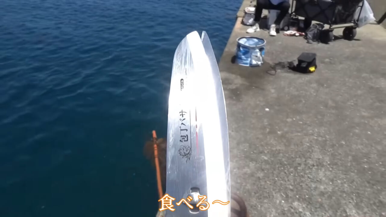 |「ヤバっ、初めて見た」「遭遇するのは一生に一度」海で遭遇した『異生物』を捕獲。魚でも貝でもない生物の正体がスゴイ。「生態も解明されていません」