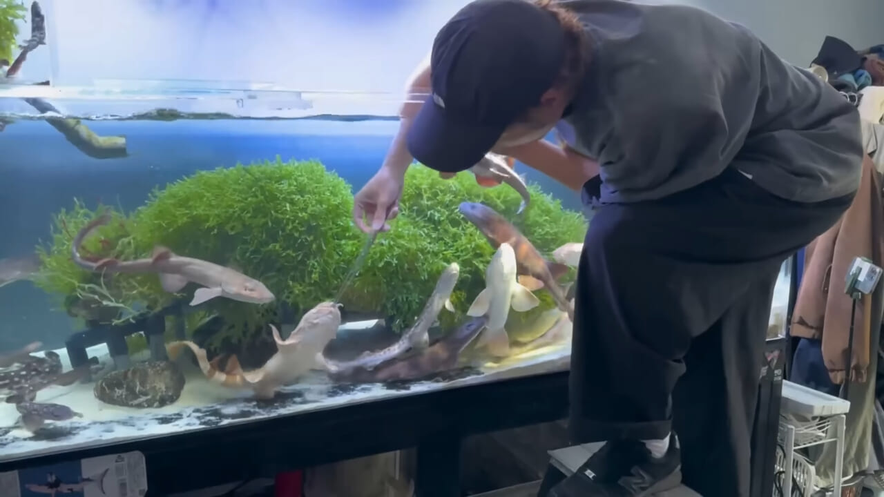 ｜「驚愕」「ウソみたい」スーパーで買った『サメの卵』を育てた結果がスゴイ。「明らかにヤバそうだったけど…」
