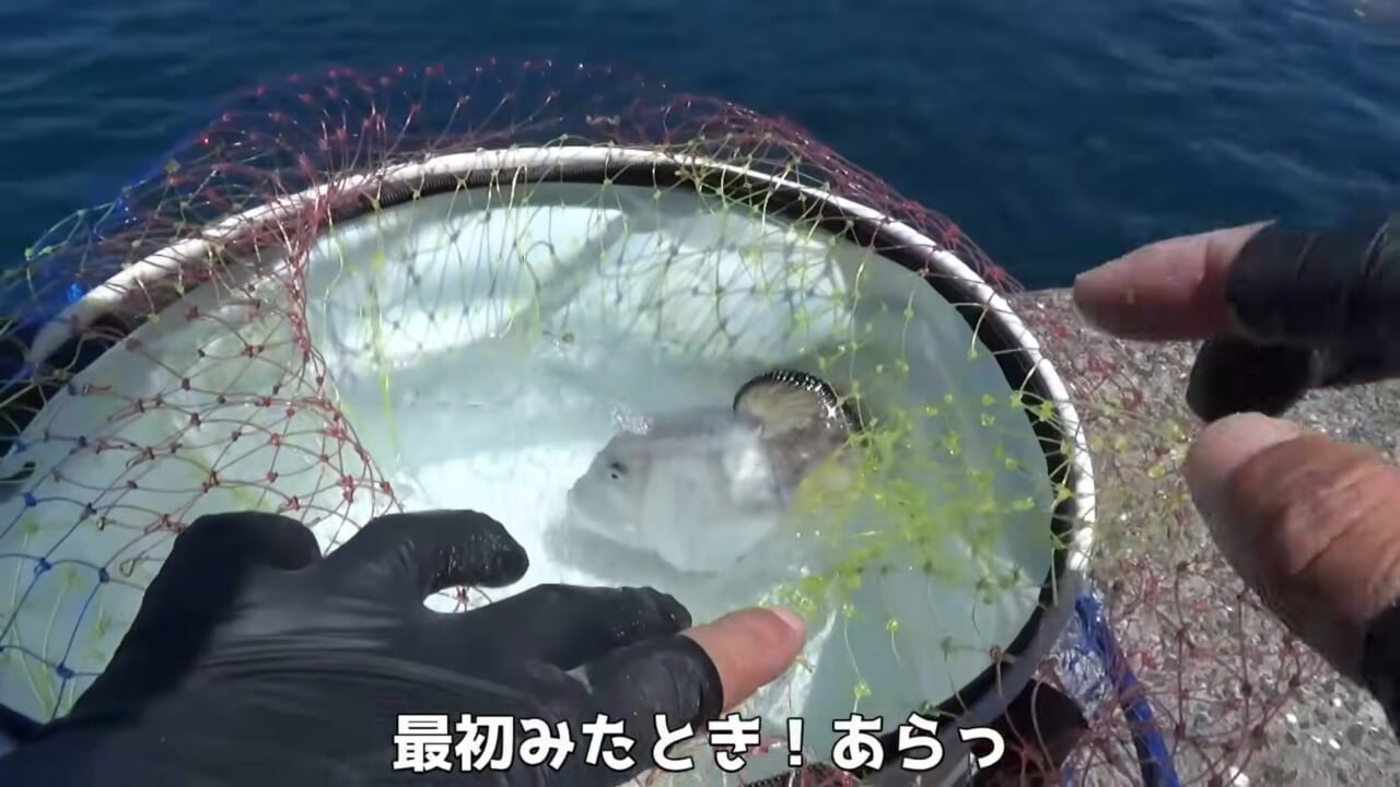 |「ヤバっ、初めて見た」「遭遇するのは一生に一度」海で遭遇した『異生物』を捕獲。魚でも貝でもない生物の正体がスゴイ。「生態も解明されていません」