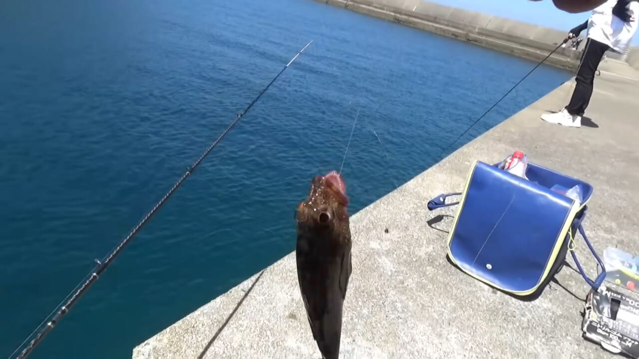 |「ヤバっ、初めて見た」「遭遇するのは一生に一度」海で遭遇した『異生物』を捕獲。魚でも貝でもない生物の正体がスゴイ。「生態も解明されていません」