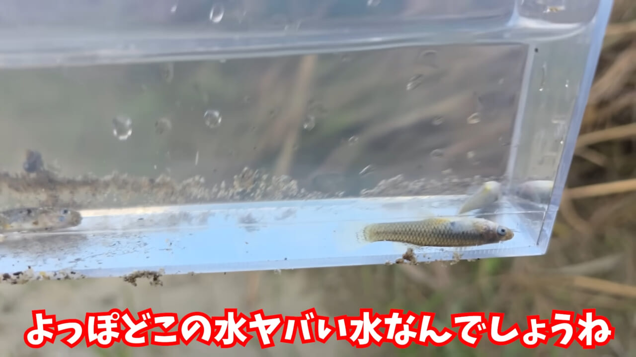 ｜「魚が10分で瀕死に」「生き物がいない」ガサガサ中に発見した『川の排水』を環境局に通報した結果。「基準値が…」