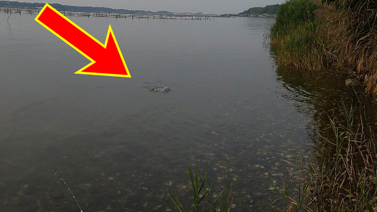 ｜水面が爆発する季節がきた！”浜名湖チヌトップ”牡蠣瀬とストラクチャー際で賑やかだった今年の夏