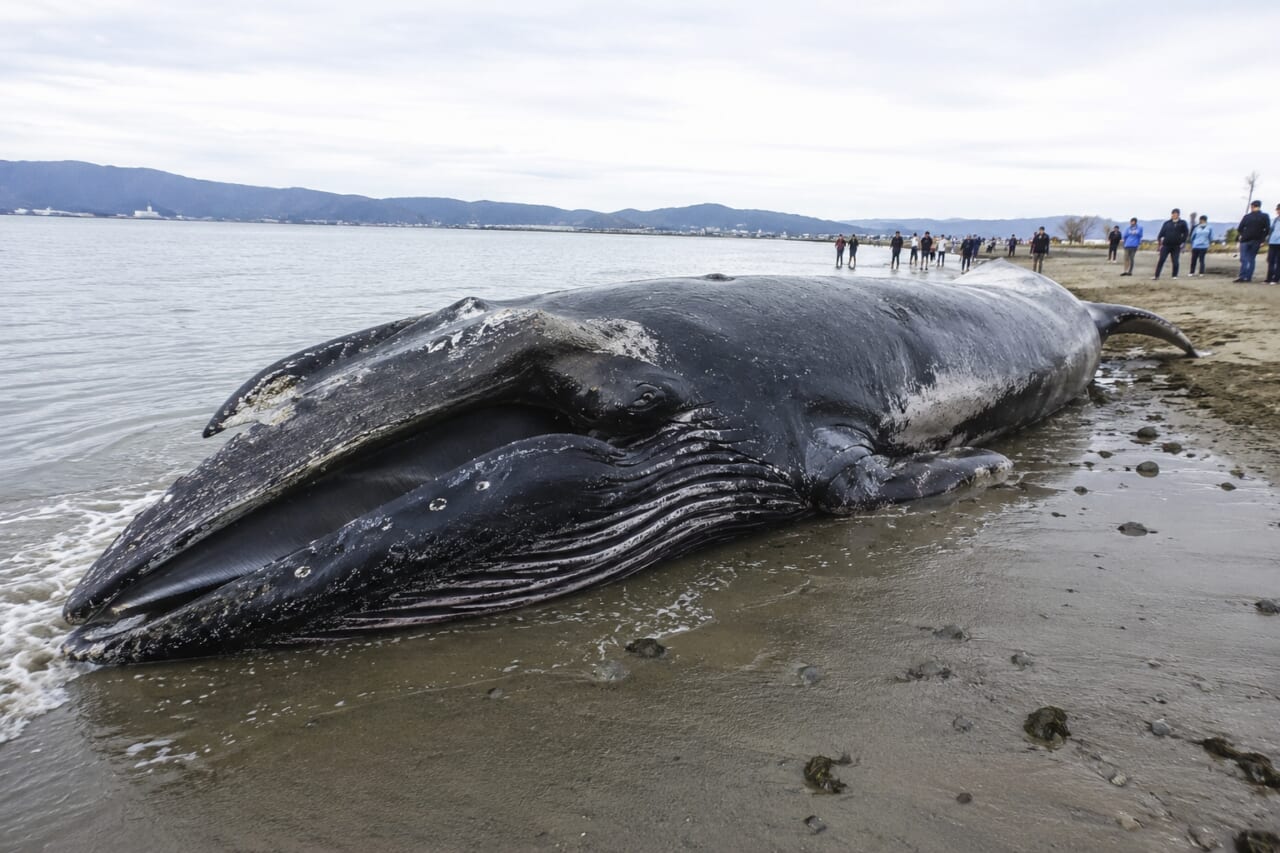 ｜「見かけても絶対に近づくな」突然”爆発”する座礁クジラの危険性と原因とは？