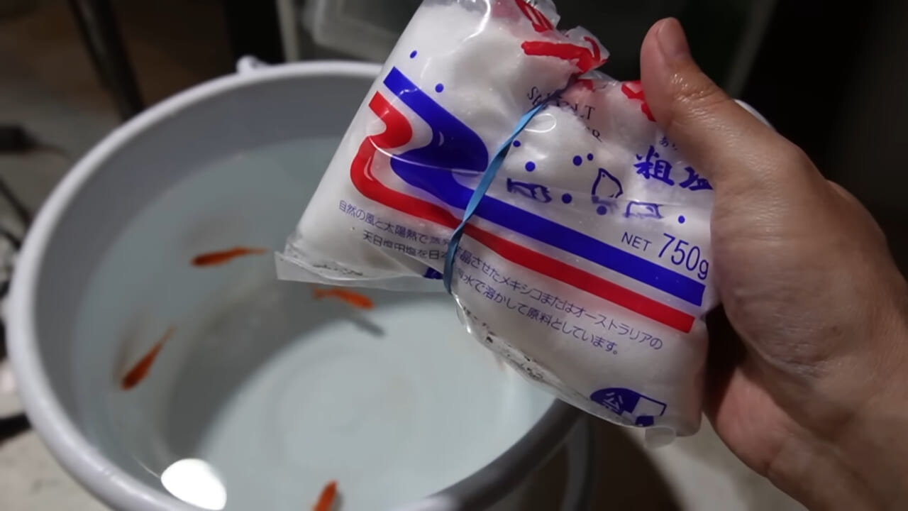 ｜「大きさ、全然違うやん」金魚を『田んぼ』で育てた結果。“700万回”以上再生された実験動画がスゴすぎる。
