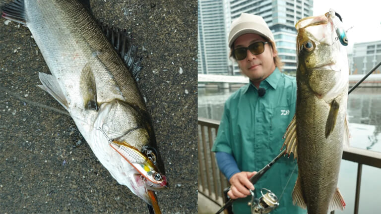 【大野ゆうき】夏のシーバスを釣るには？ハイシーズン以上に「状況変化に柔軟に対応」すること
