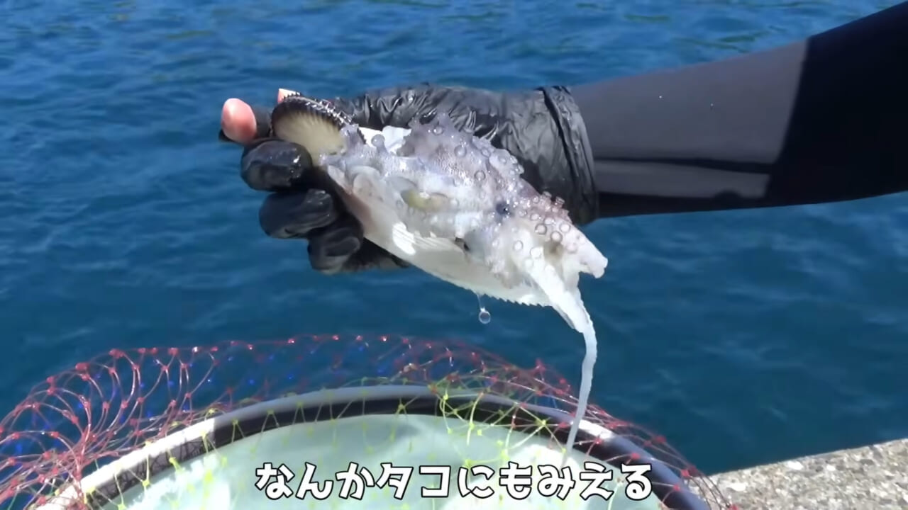 |「ヤバっ、初めて見た」「遭遇するのは一生に一度」海で遭遇した『異生物』を捕獲。魚でも貝でもない生物の正体がスゴイ。「生態も解明されていません」